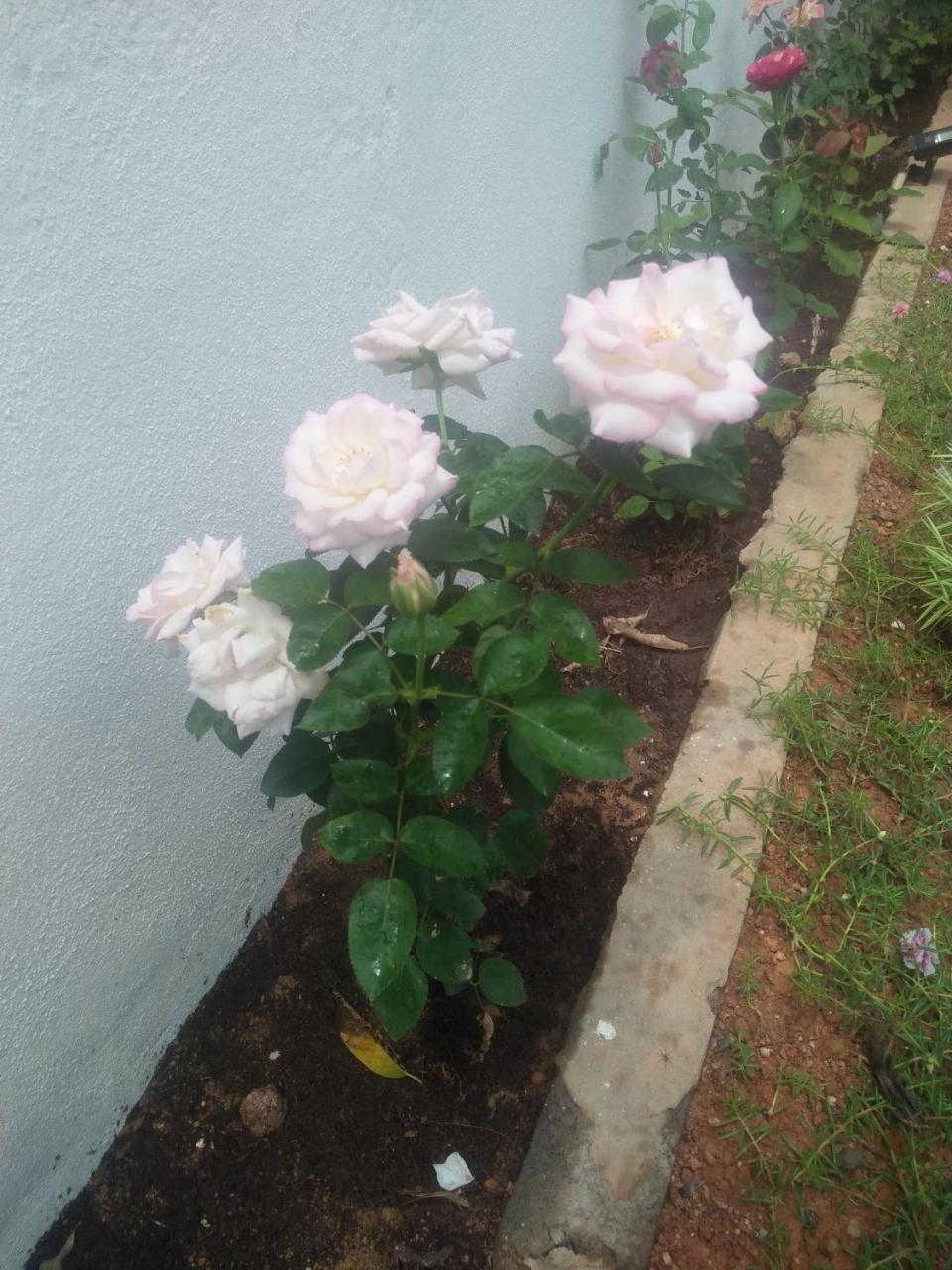 Living Home Negombo Buitenkant foto